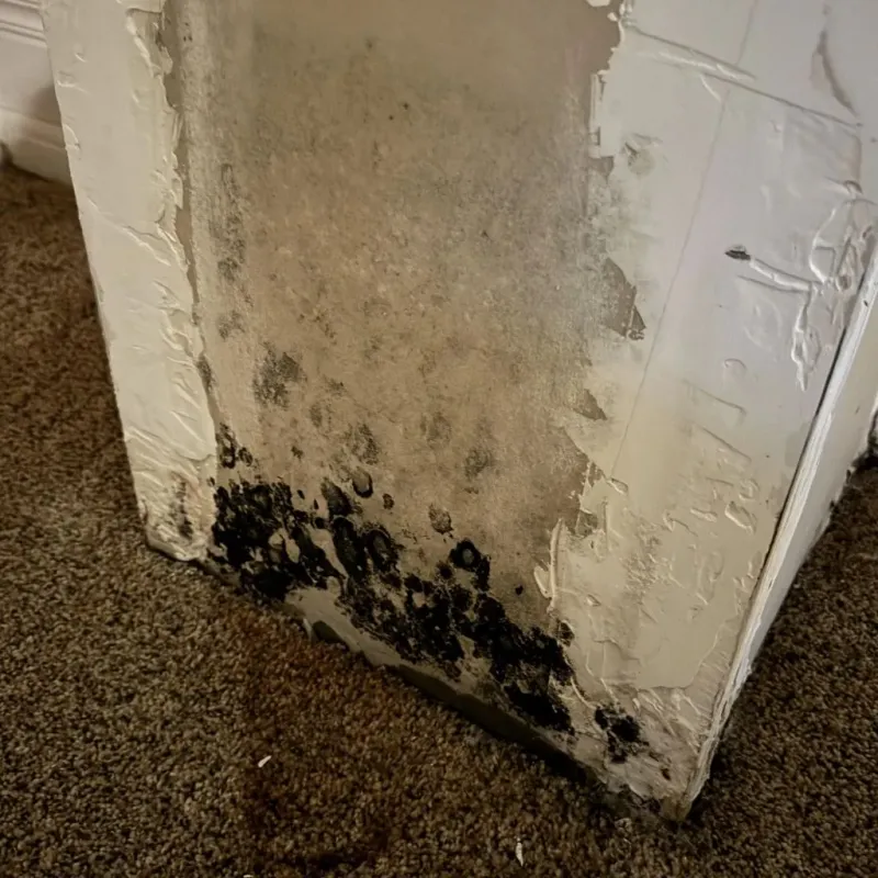 Professional Mold Removal in Grants, NM